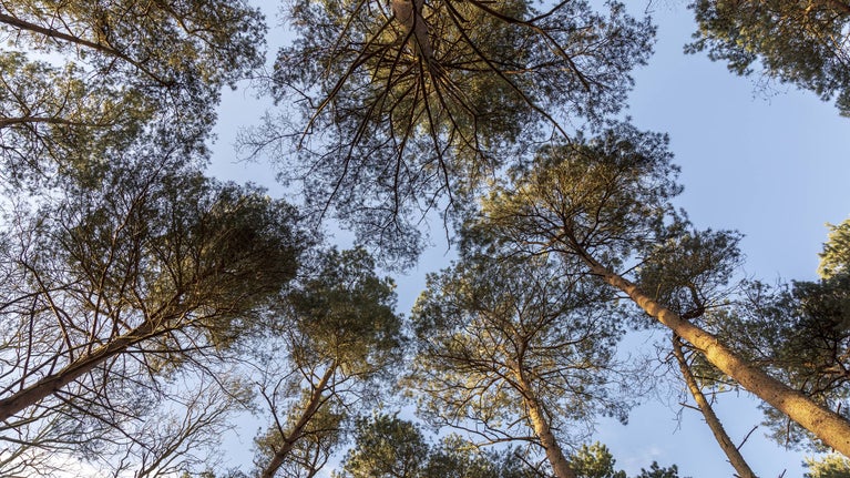 Tree canopy against a cloudless sky